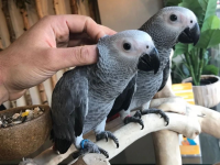 This Is The Advanced Guide To African Grey Parrot